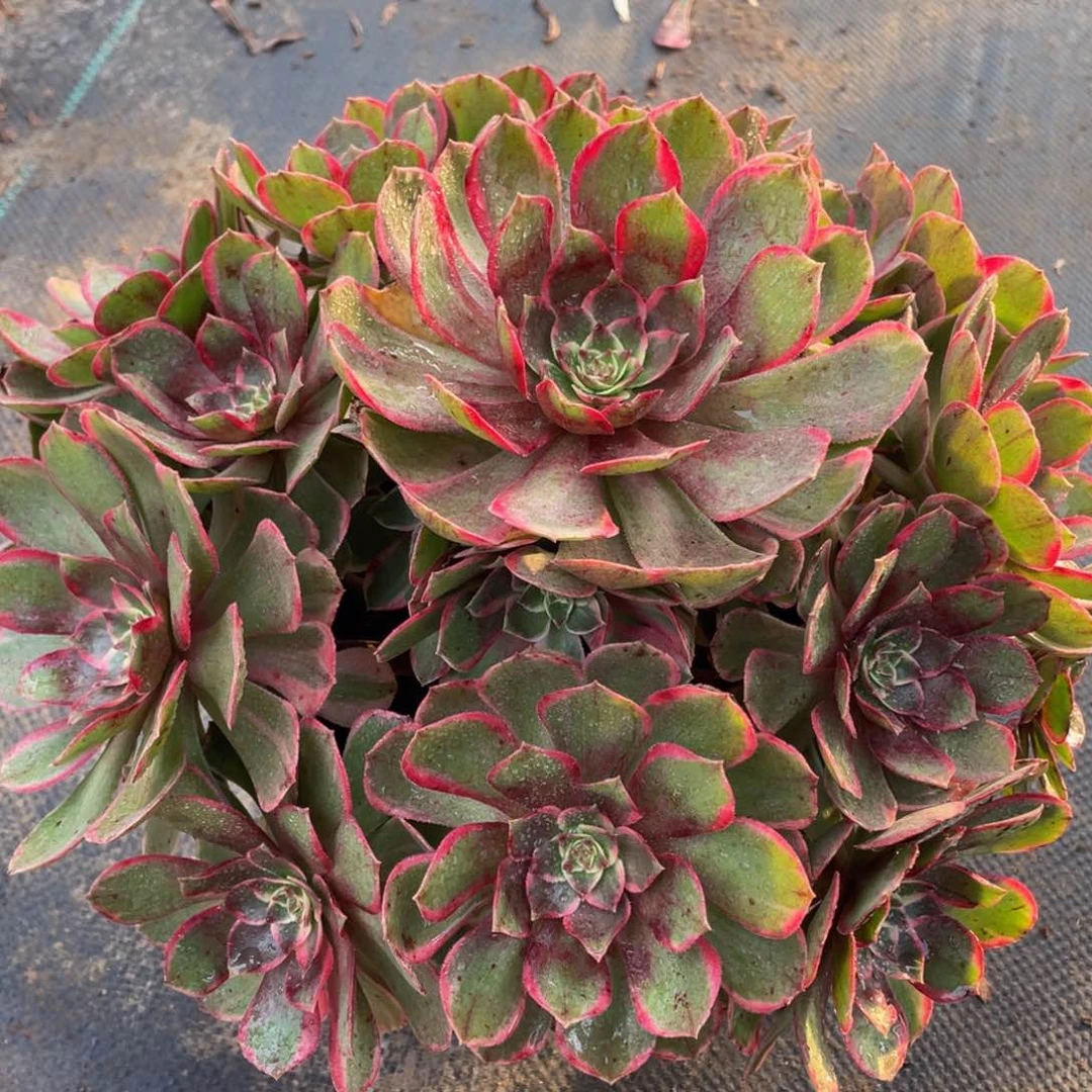 524夜宴精品法师多肉