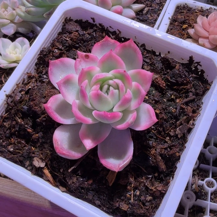 云梦泽东云锦多肉植物