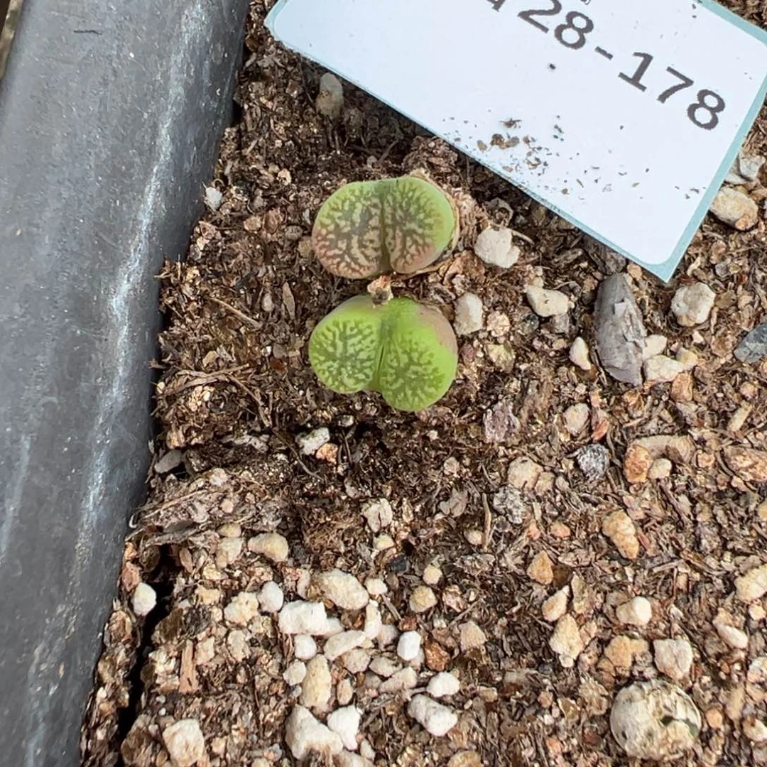 28-178肉锥多肉植物