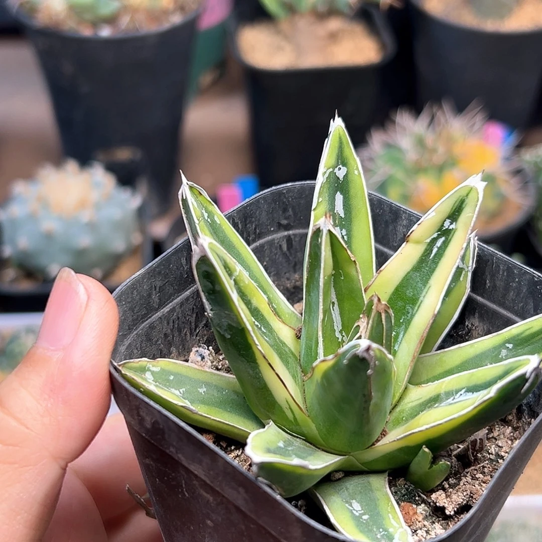 无花朵老品种龙舌兰牡丹