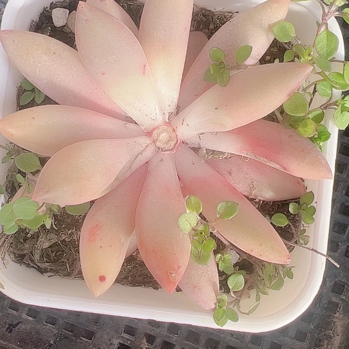 与**?多肉植物多肉植物