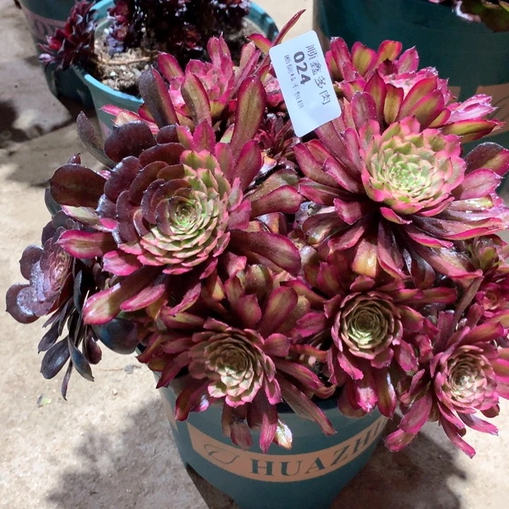 024多肉植物一颗包邮