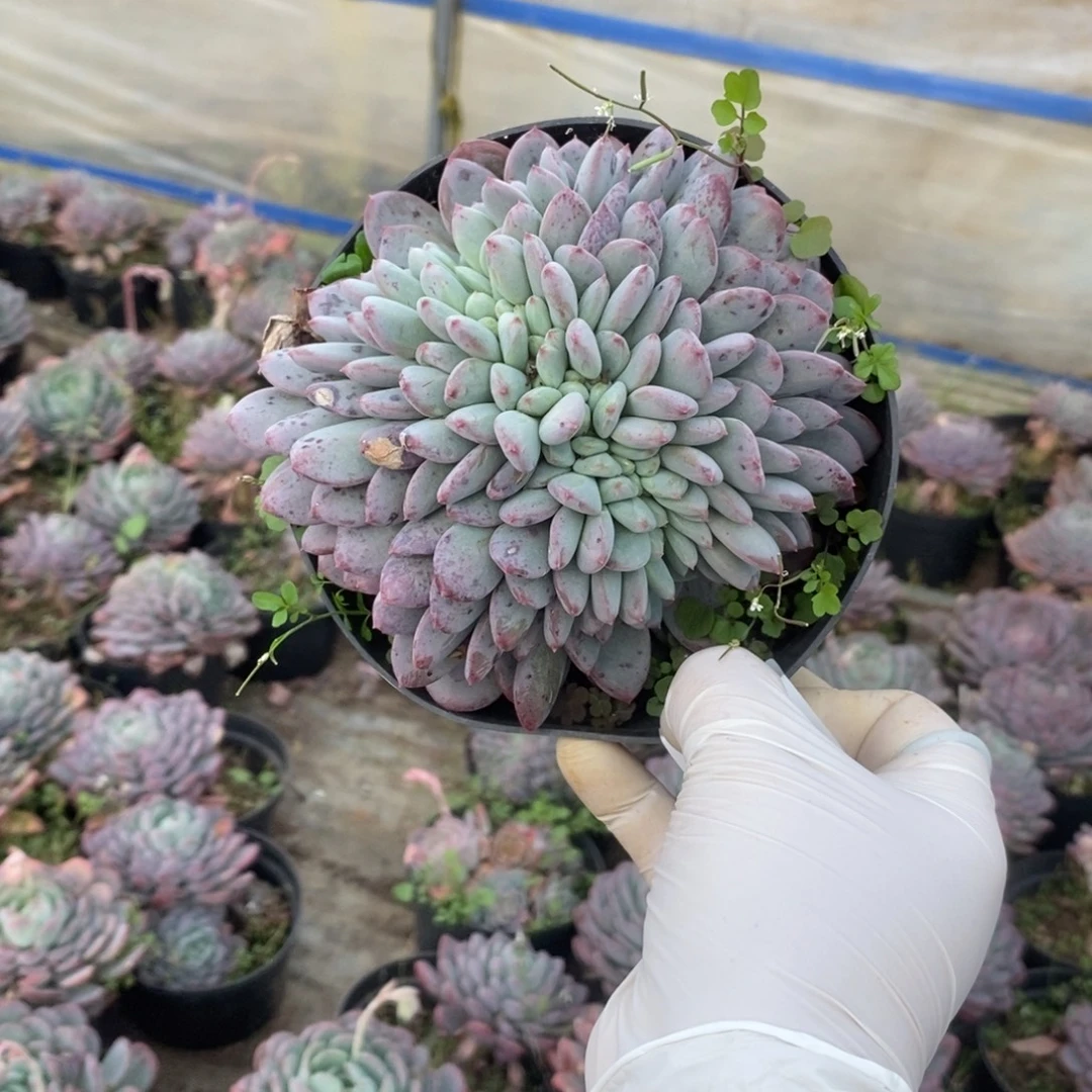 5097玛瑙缀化一物一拍