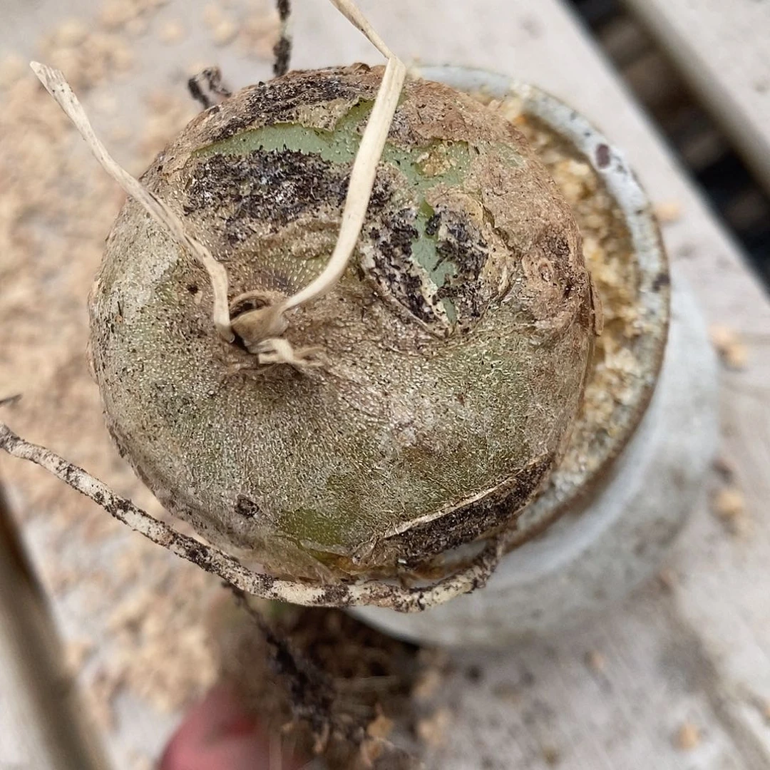 23115苍角殿一颗。