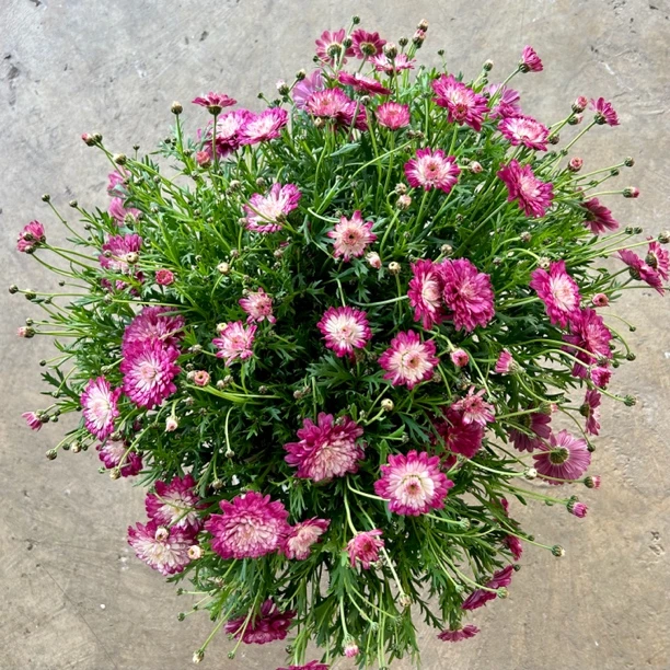 【奶油草莓】多色选择易养护阳台庭院盆栽鲜花