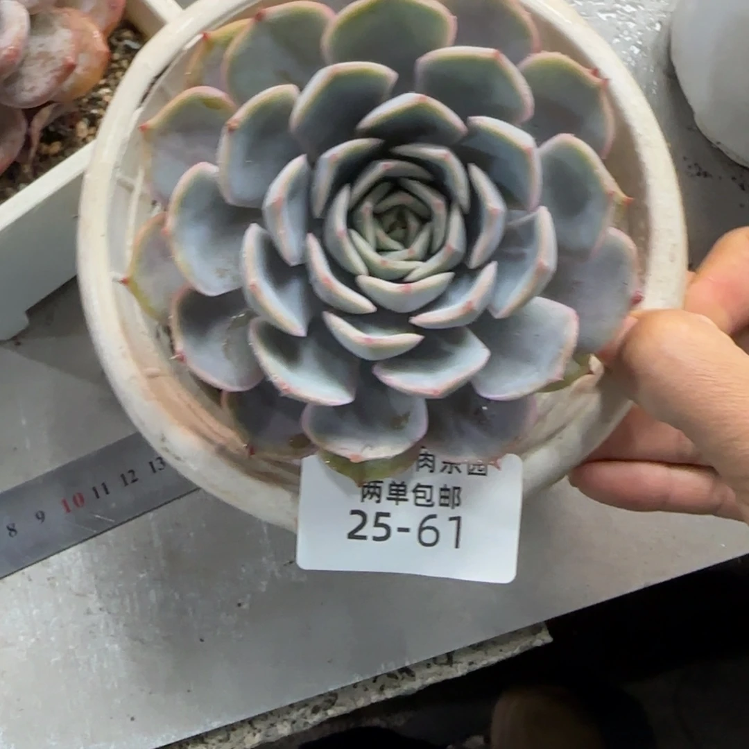 25-61菲欧娜多肉植物
