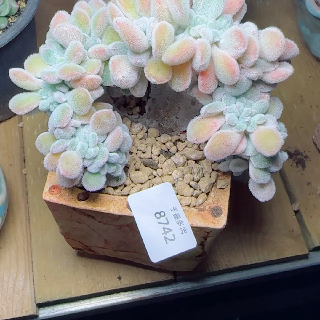 雪晃星缀化，8742多肉植物