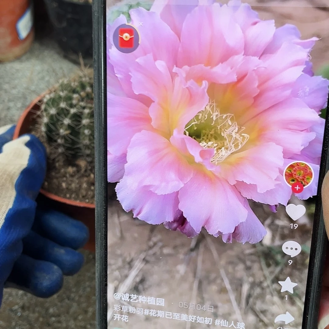 粉羽自根球5公分以上满18包邮