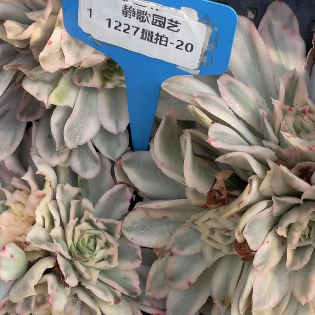 1227-20-紫蝴蝶锦尾货捡漏一颗