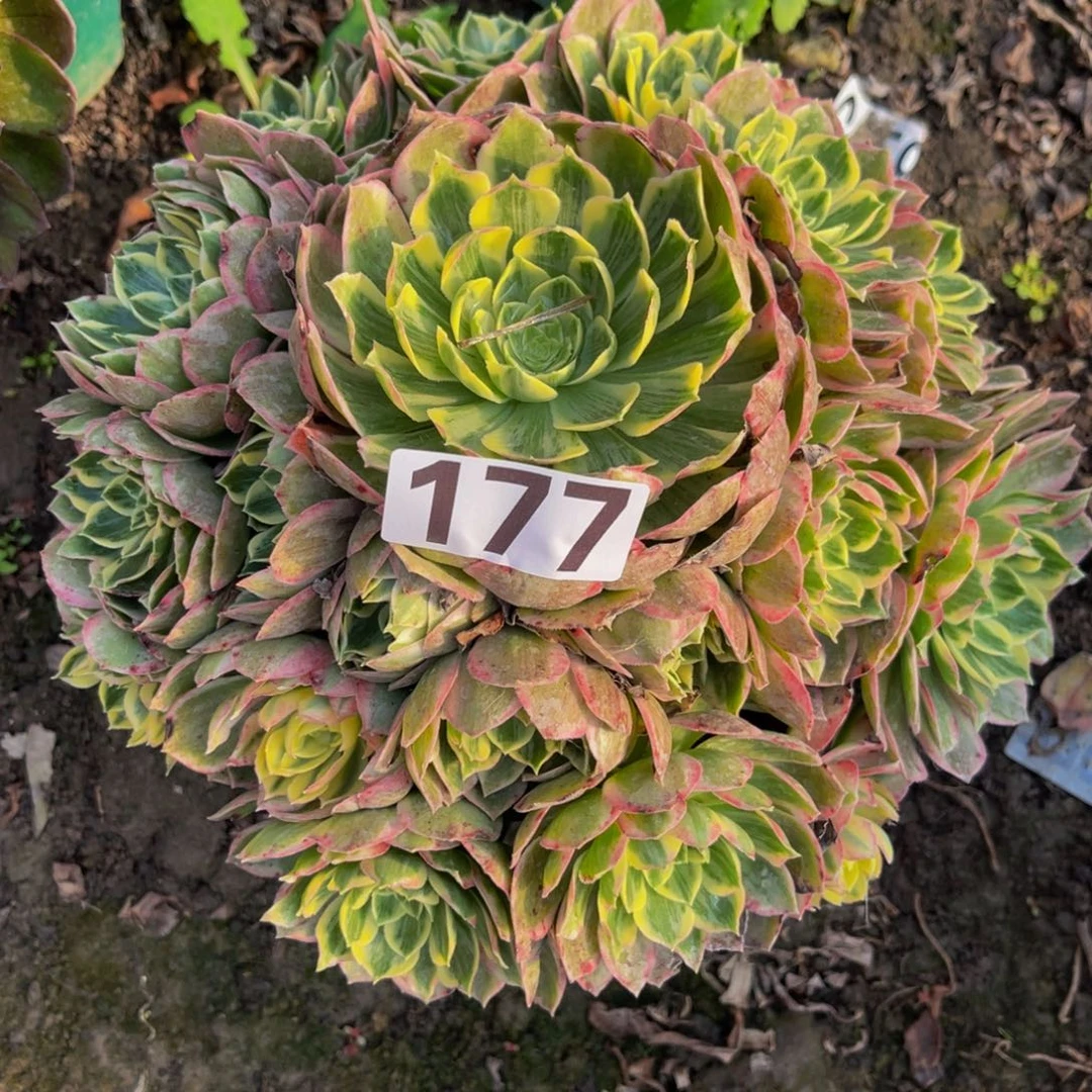 水蜜桃法师26//////39包邮