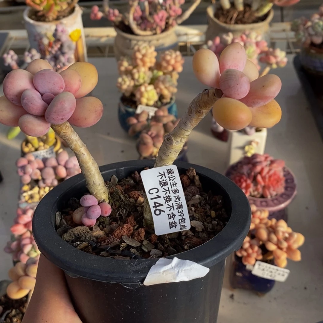 146蛋黄奶多肉8cm