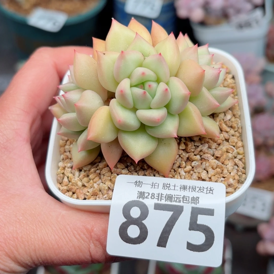 黄金象牙无盆土发货