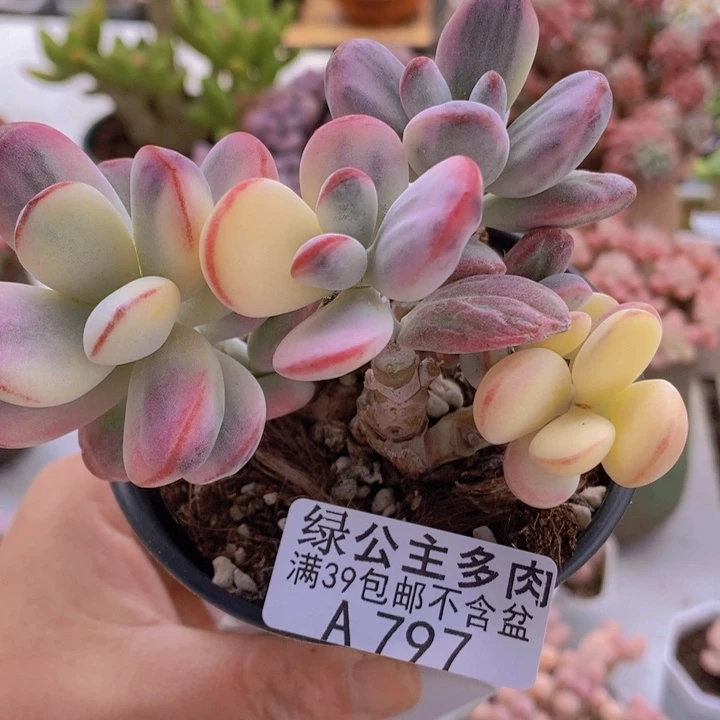 乒乓福娘有砍9cm797多肉植物