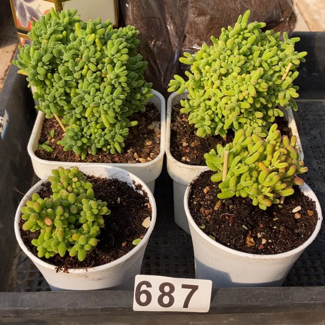 枝干番杏多肉植物687