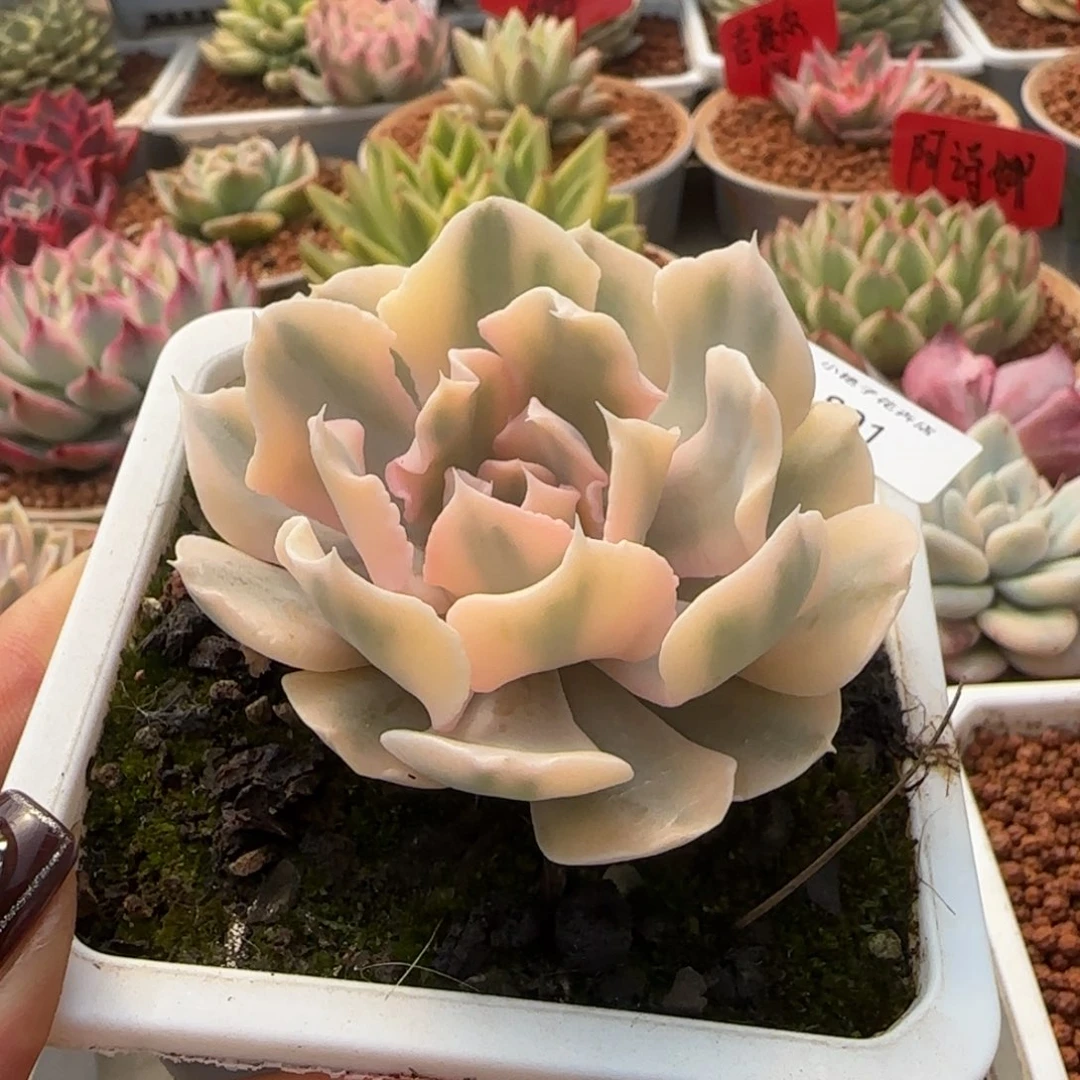 801利比里亚锦多肉植物