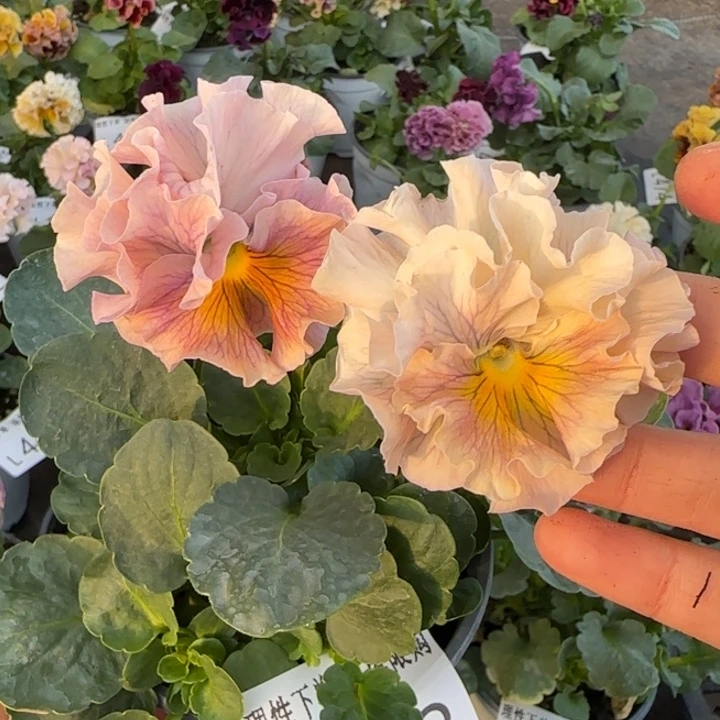 无花朵L493小苗默认苗晃零下5勿拍