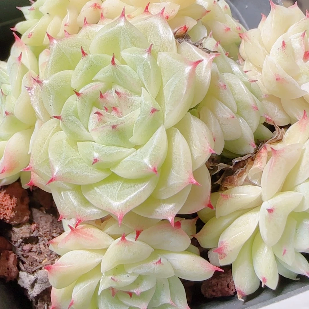 花语逸镜1107-103散