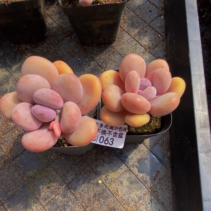 *️****蛋黄奶2棵多肉植物