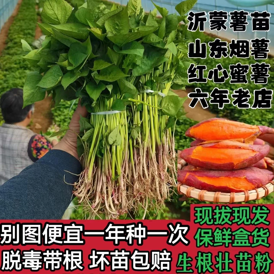 山东烟薯25苗红薯苗地瓜苗紫薯苗密薯苗西瓜红薯苗板栗薯蜜薯秧苗