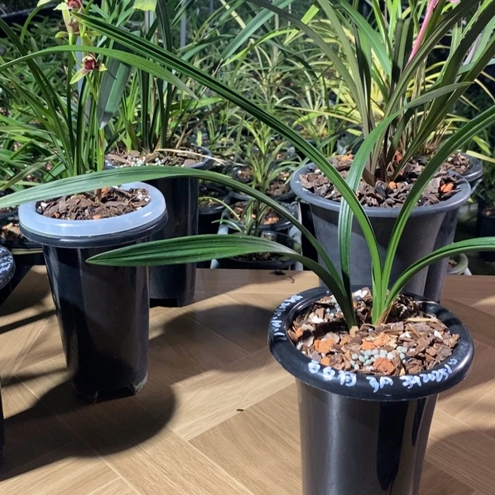 井***气无花朵白百荷好看美丽