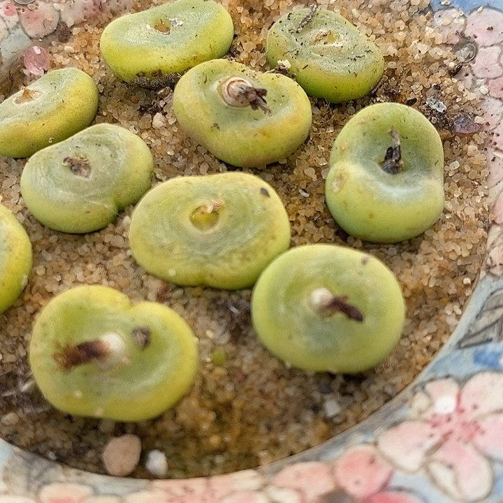 4年水晶鞋1颗。