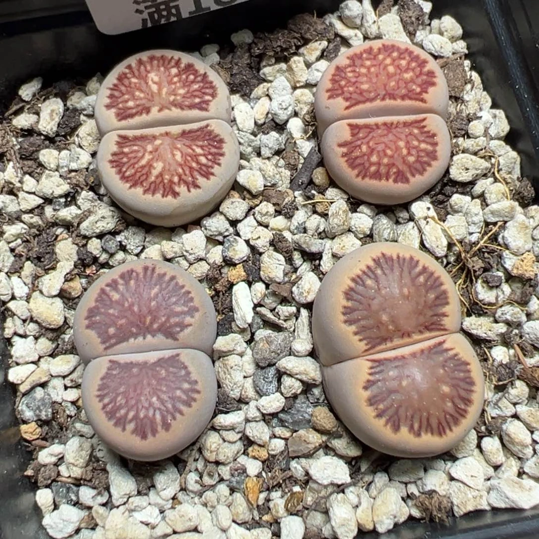 【闪购商品】 500。