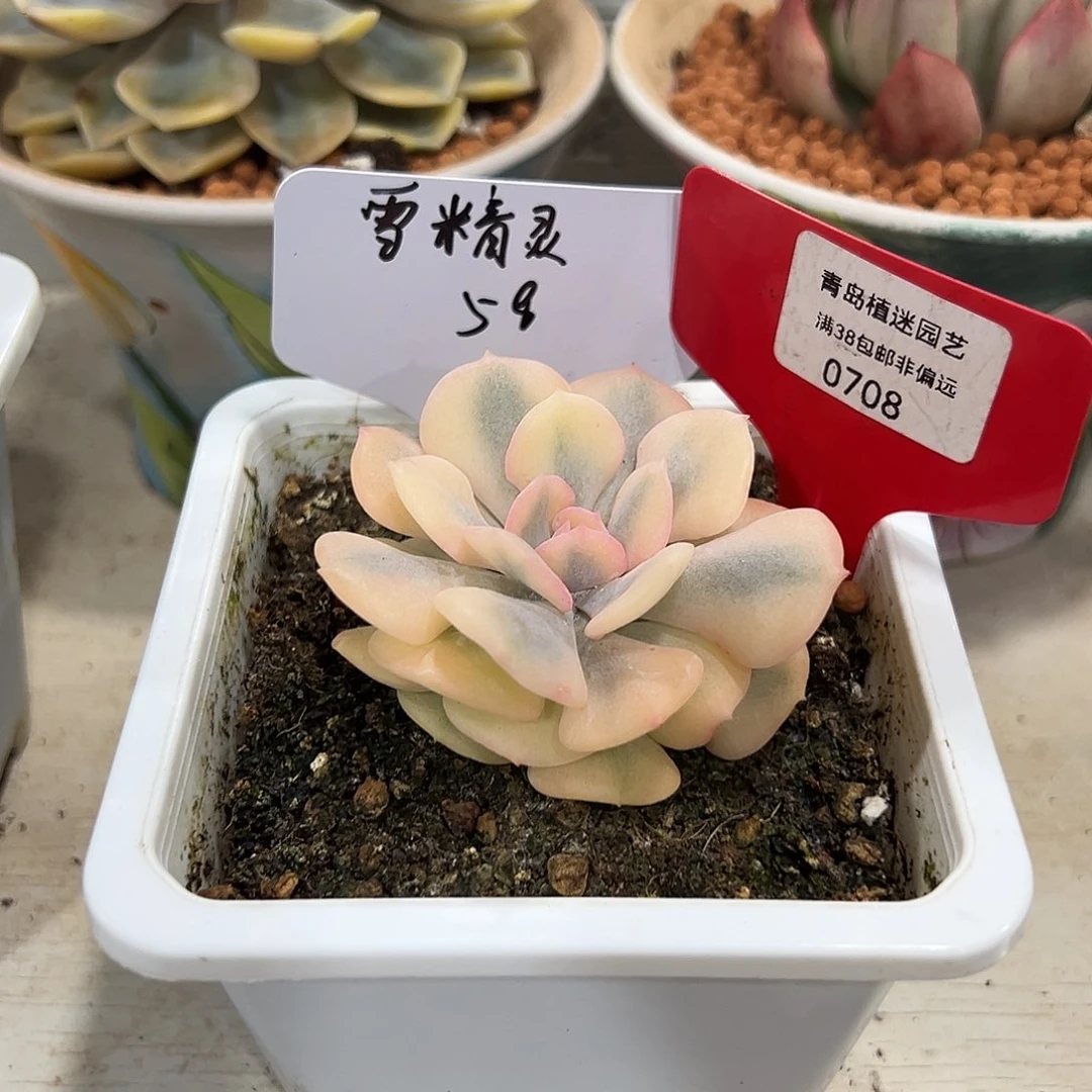 708号雪精灵锦单头