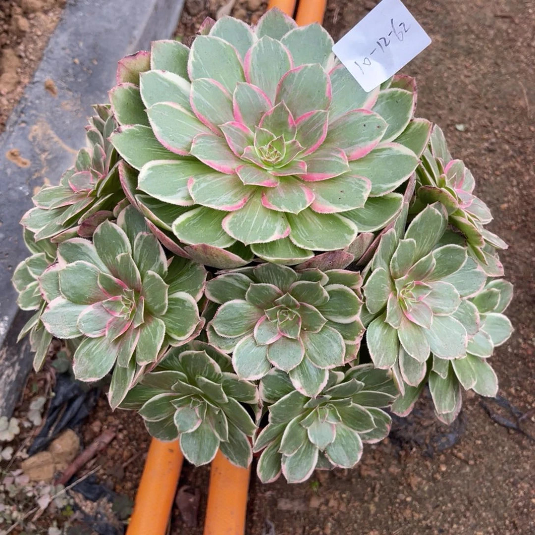 10-12-62莲花座法师锦多肉