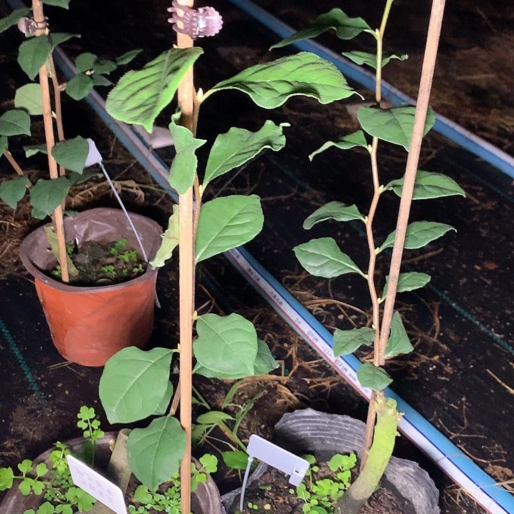 完全开放宇宙之辉35.8