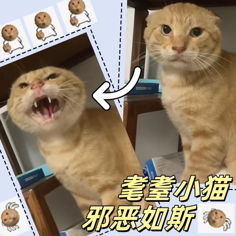 光栅卡猫咪耄耋猫光栅卡3d可爱哈基咪文化小猫挂件