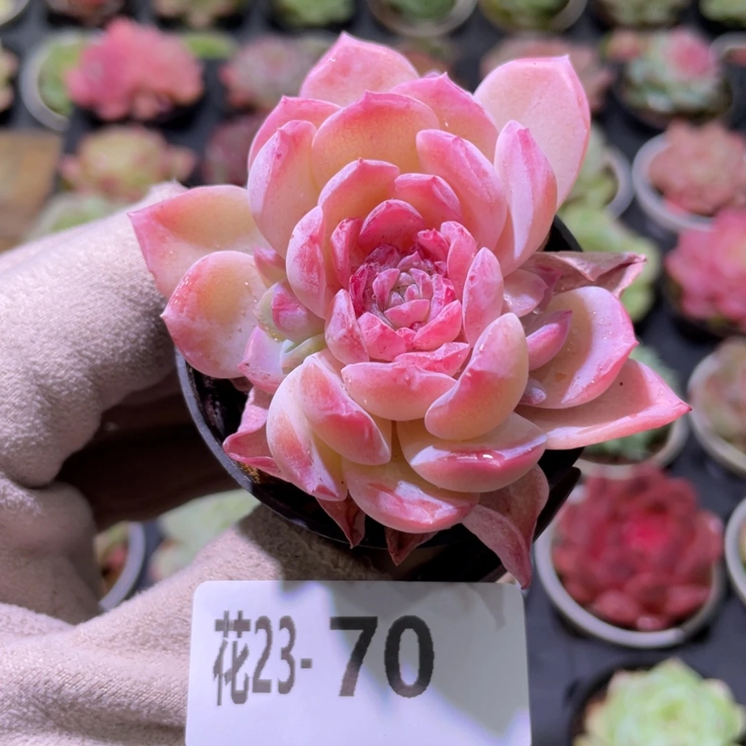 花利美23-70新品带仔