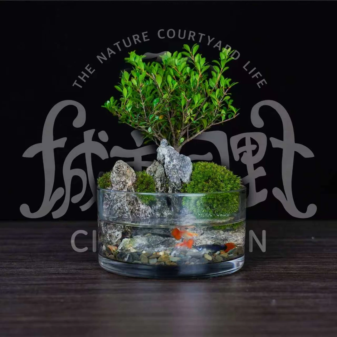 【玄山】新品-小叶赤楠青龙石养鱼桌面微景观创意绿植盆栽-缸体15*8