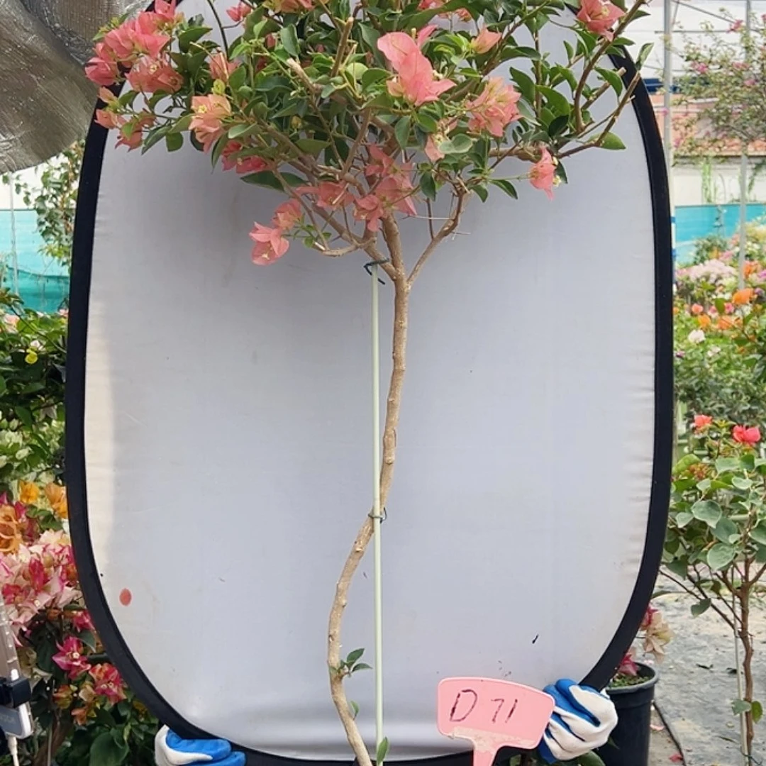 炸***3大部分花苞少量开放D71卡亚塔