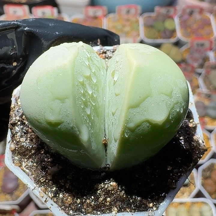 生石花122221。 春桃。  3.5左右。182