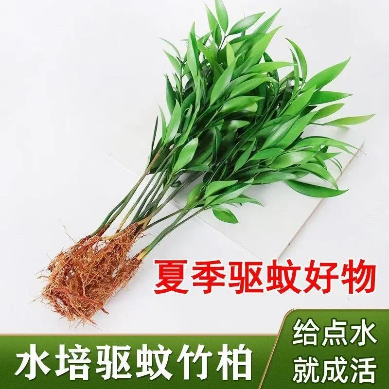 带根驱蚊竹柏富贵竹水培易活植物室内客厅绿植花卉盆栽四季常青