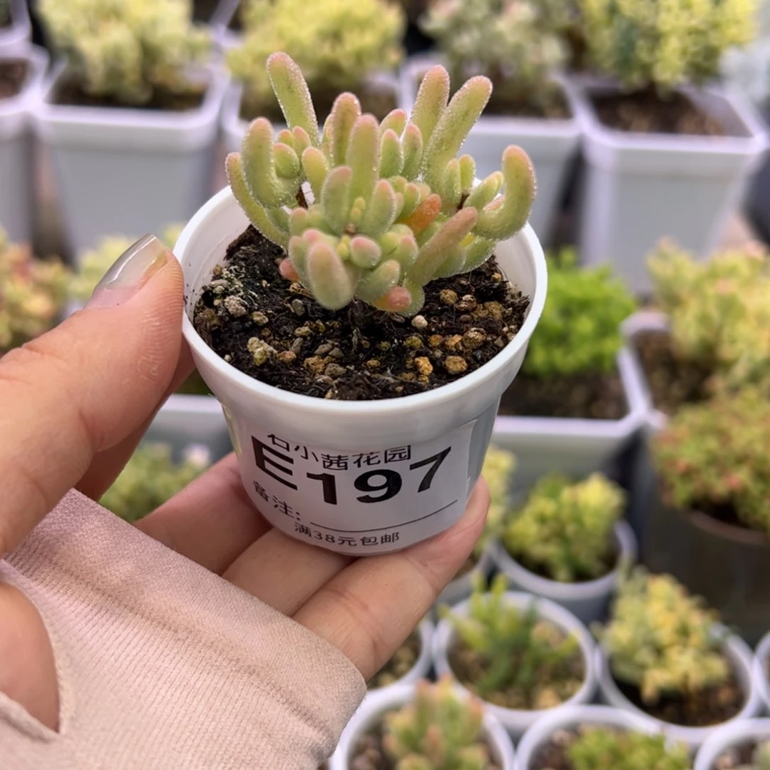 多肉植物枝干钻石黄锦