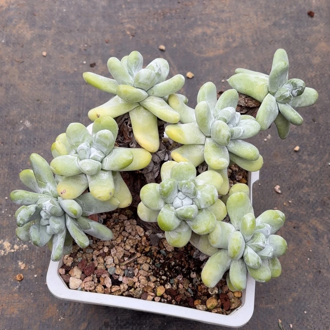 @***美拇指瑕疵出，仙女杯多肉