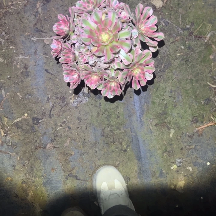 不包断枝一物一拍46
