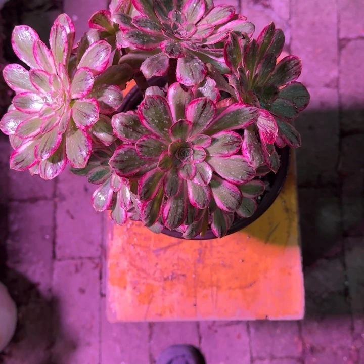 9***、ｖ锦锦多肉植物8888