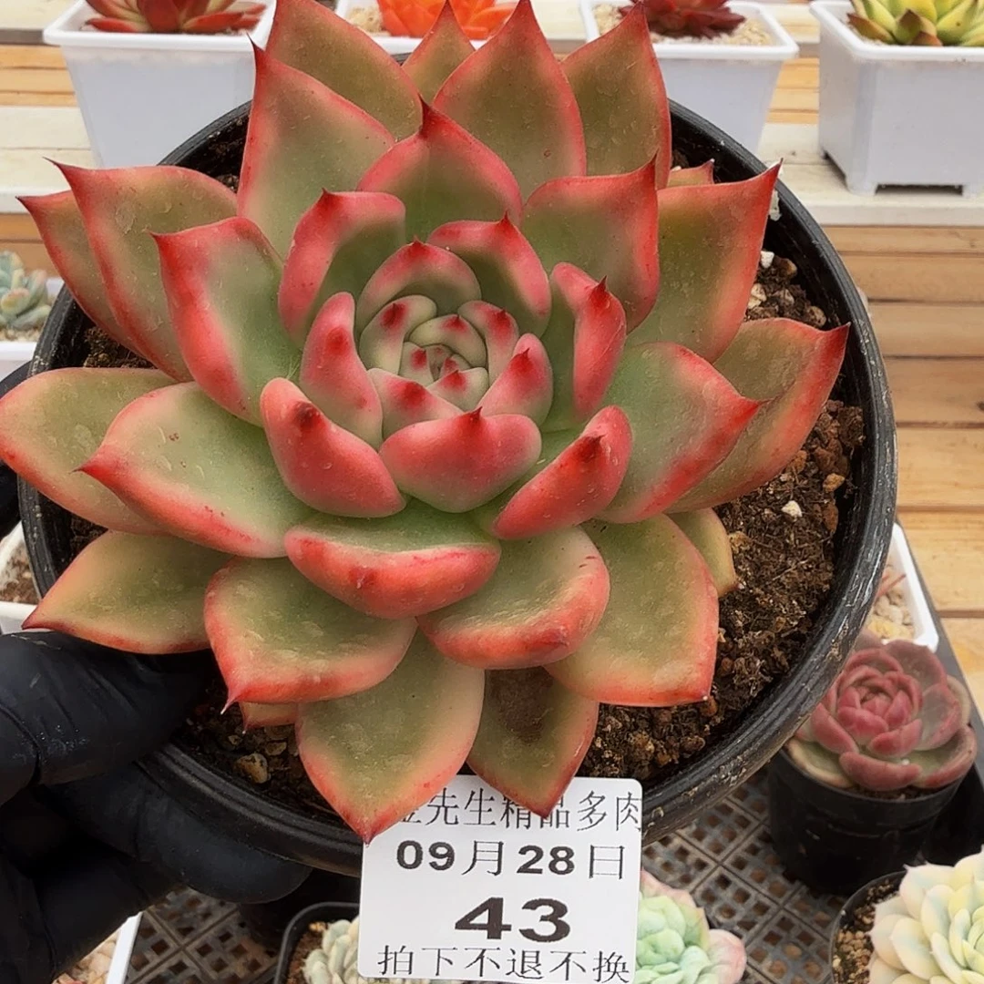 0928-43摩根锦单头