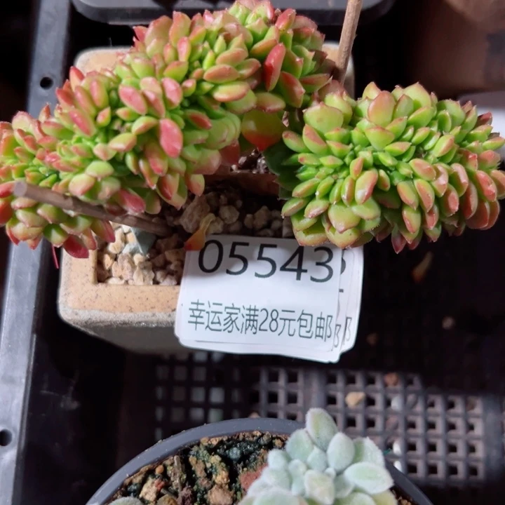 幸运的是我还在努力地
