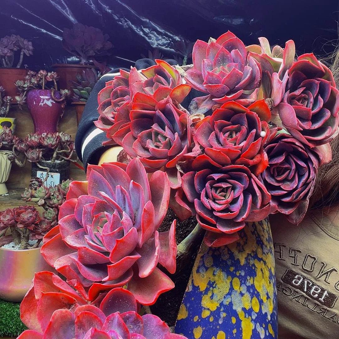 无铅玻璃绮罗大多肉