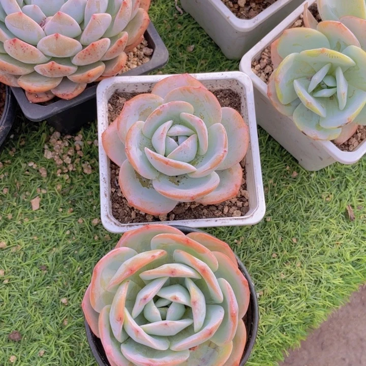 冰封心儿 单头奶茶老桩组合
