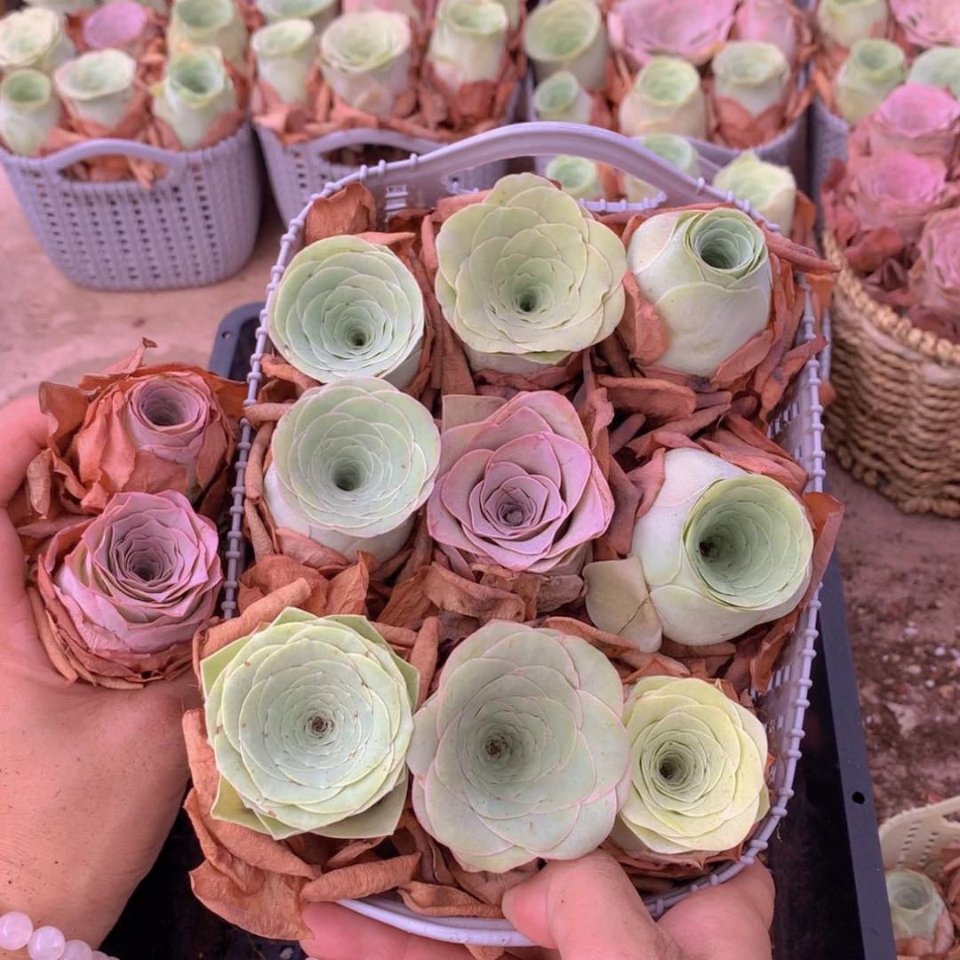 9颗大单头白送2颗量拍