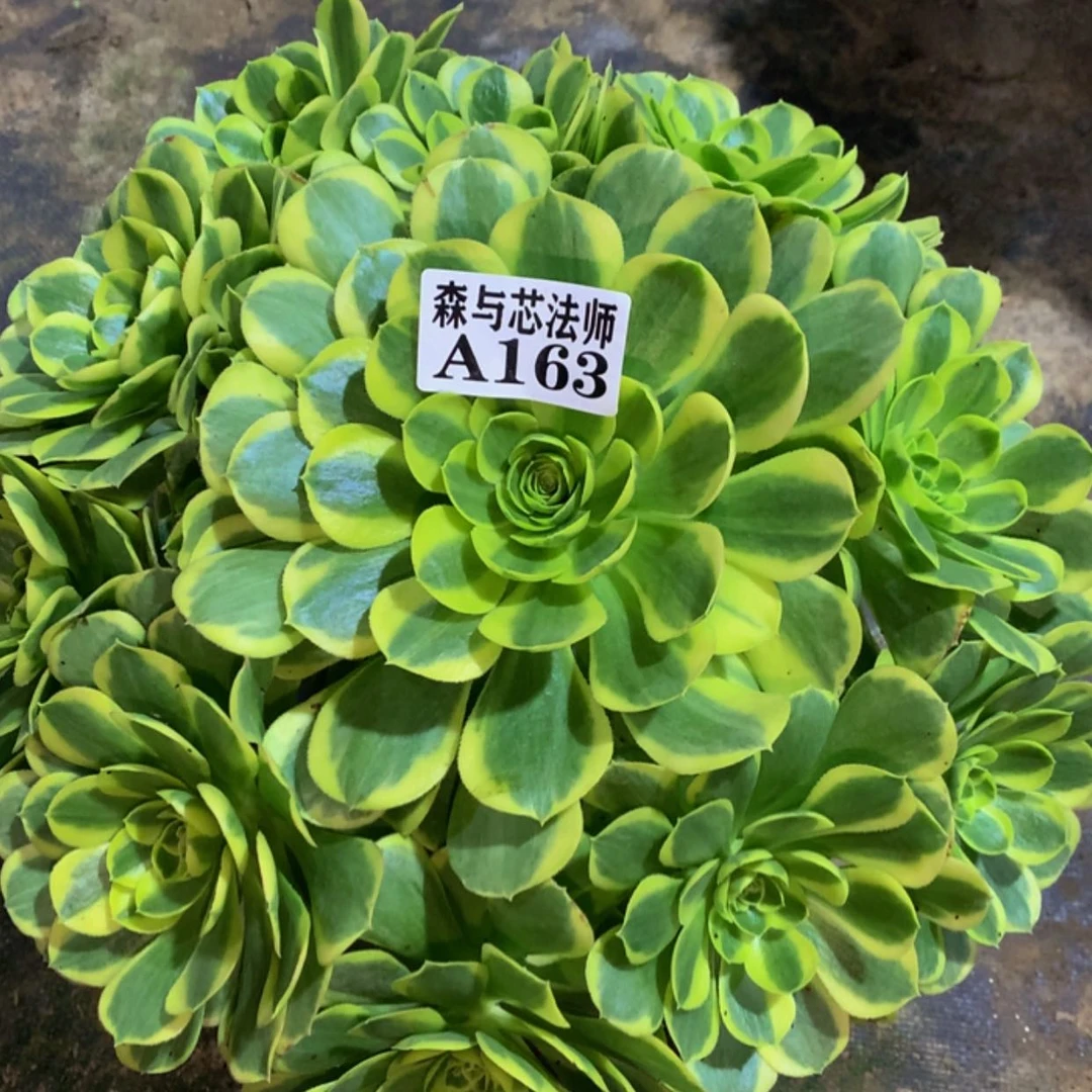 【闪购商品】朱*163奶白
