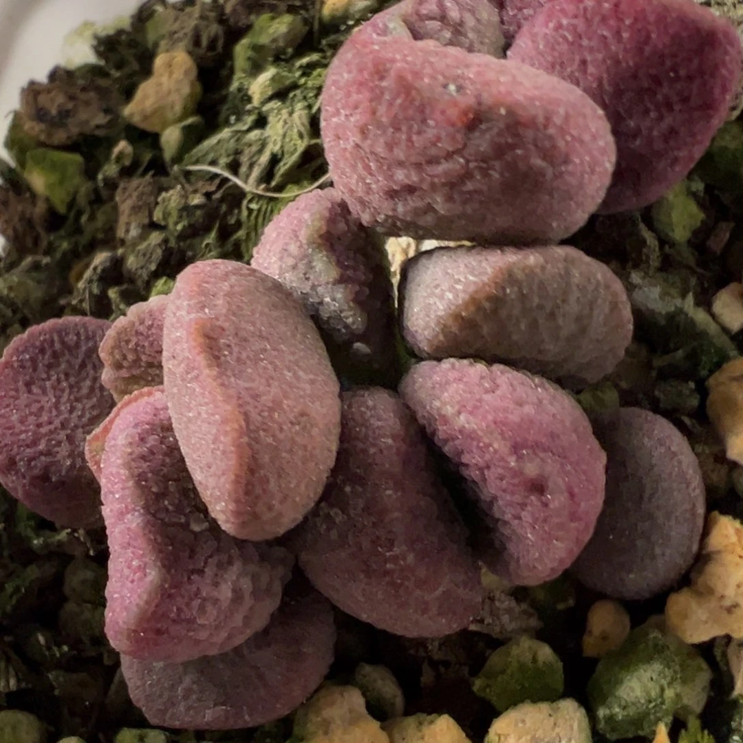 夏娃水泡多肉植物水泡