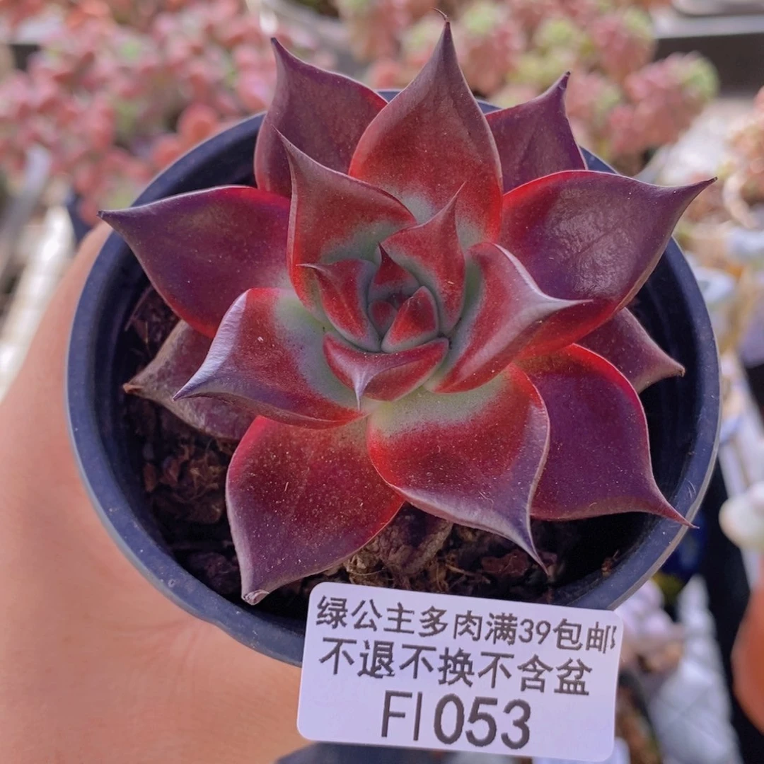 罗宾仙子6cm1053多肉植物