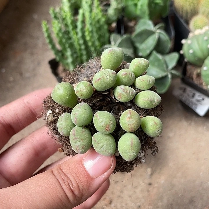 437仙人球开花植物