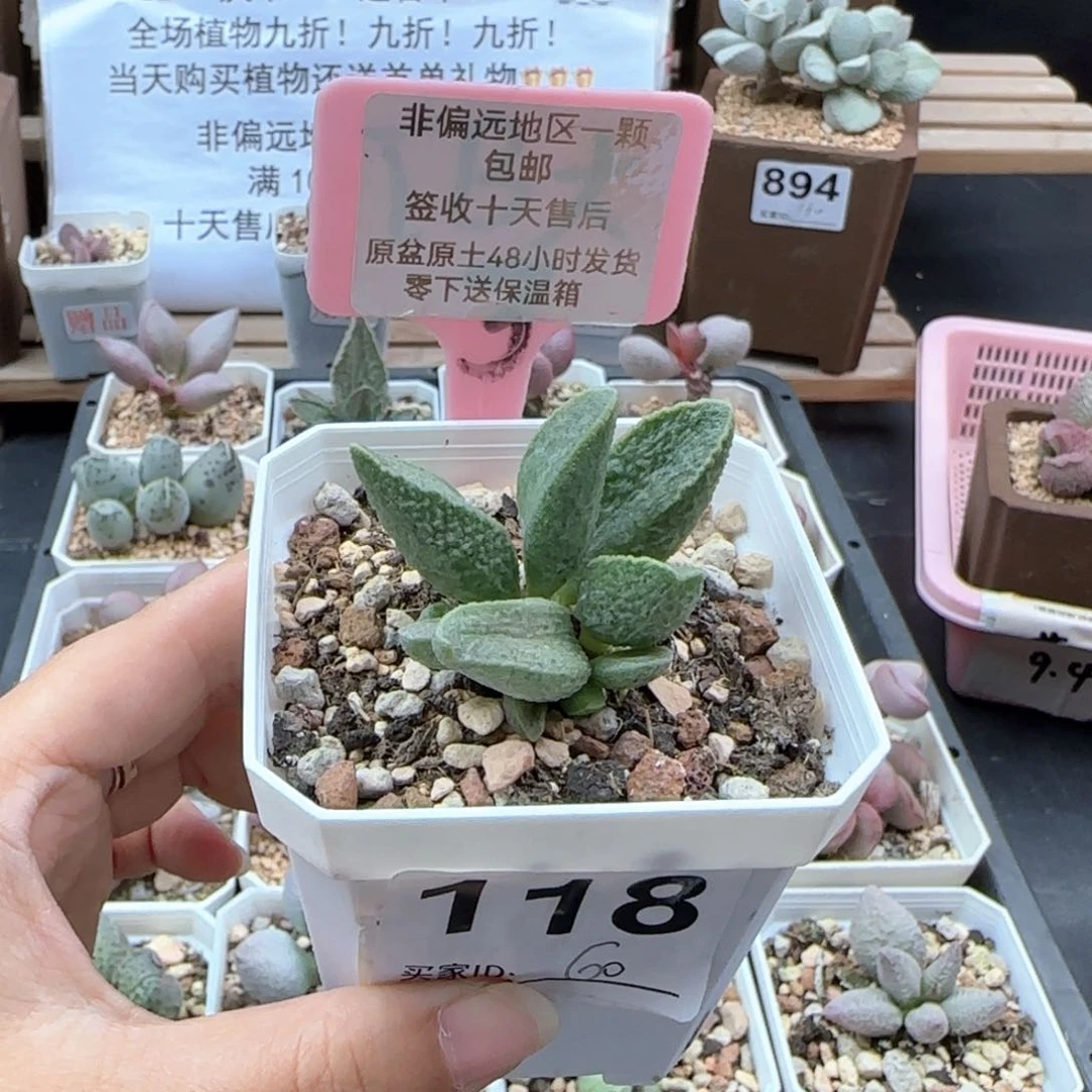 118抹茶多肉植物