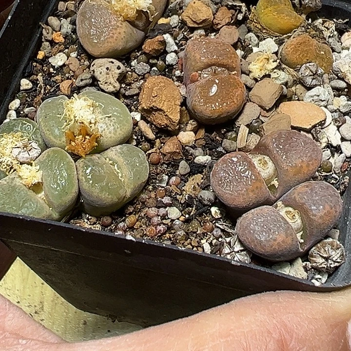 370号特价风铃一盆4颗